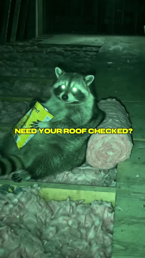 Raccoon in an attic