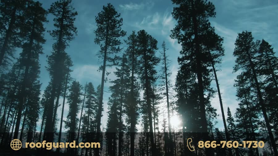 Sunlight through pine trees in a branded roofing spot